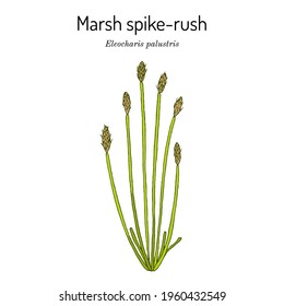 Marsh spike-rush (Eleocharis palustris), wetland plant. Hand drawn botanical vector illustration