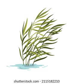 Marsh and wetland plant. Hand drawn botanical item. Swamp flora and fauna. Common plant grow in water, isolated illustration