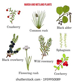 Marsh and wetland plants collection. Hand drawn botanical vector illustration