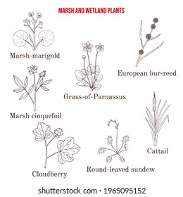 Marsh   wetland plants collection  Hand drawn botanical vector illustration