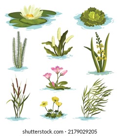 Marsh   wetland plants collection  Hand drawn botanical set  Reed  water lily  cane   carex  Swamp flora   fauna  Common plants grow in water  isolated illustration