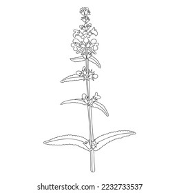 marsh woundwort flower  Stachys palustris  vector drawing wild plant isolated at white background  floral design element   hand drawn botanical illustration