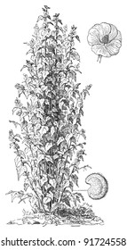 Marshmallow - Althaea Officinalis (Medicinal plant) - Vintage illustration from Meyers Konversations-Lexikon 1897