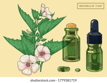 Marshmallow branch and two vials, hand drawn botanical illustration in a trendy modern style