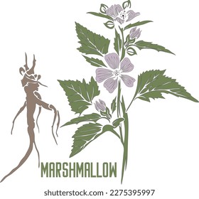 Flores malvavidas y raíces en la silueta vectorial de color. Esquema de hierbas medicinales de Althaea officinalis. Conjunto de planta de Marshmallow (Altea) en color para productos farmacéuticos y cosmetología.