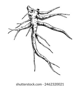 Marshmallow root sketch. Apothecary plant drawing. Herbal remedies, medicinal plant, natural medicine hand-drawn vector illustration. NOT AI generated