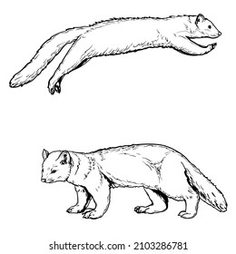 Marten, black and white drawing. Two vector martens isolated on a white background.