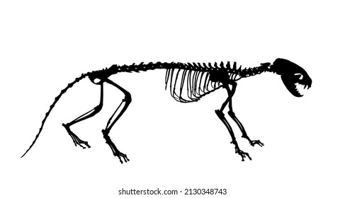 Dibujo de silueta vectorial de Marten aislado sobre fondo blanco. Símbolo fósil depredador en museo de ciencia y biología. Forma de símbolo de la línea de Martes de la línea base.