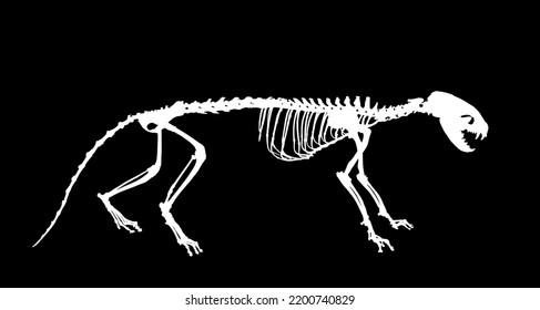 Dibujo de silueta vectorial de Marten aislado sobre fondo negro. Símbolo fósil depredador en museo de ciencia y biología. Forma de símbolo de la línea de Martes de la línea base.