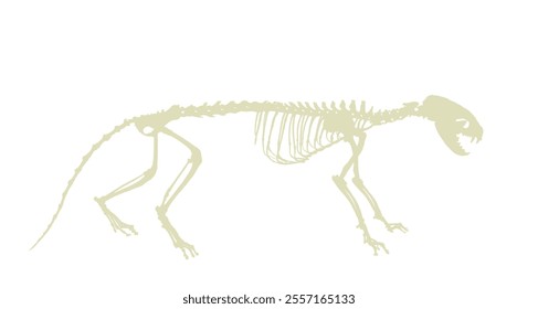 Marten skeleton vector silhouette illustration isolated on white background. Predator fossil symbol in museum of science and biology. Musteline martes sign shape.