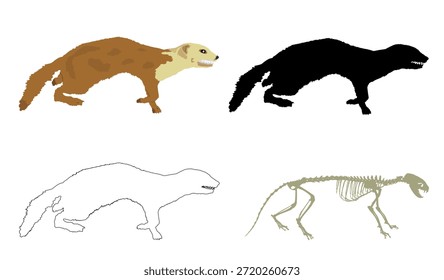 Ilustración de la silueta del Vector de la comadreja del esqueleto de Marten aislada en blanco. Símbolo fósil de depredador en el museo de ciencia y biología. Forma de signo de las martas de Musteline. Forma el contorno de la línea de la nutria marta.