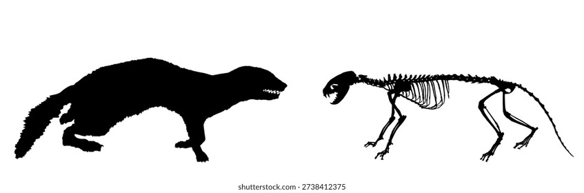 Marten skeleton weasel vector silhouette illustration isolated on white. Predator fossil symbol in museum of science and biology. Musteline martes sign shape. Shape otter marten line contour.