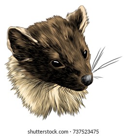 marten sketch head vector graphics color picture