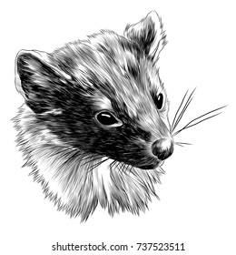 marten sketch head vector graphics monochrome black-and-white drawing