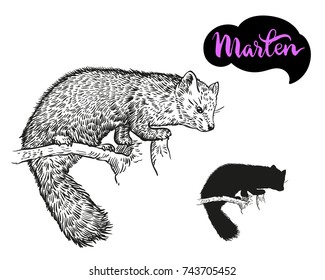 Marten vector hand draw the illustration isolated on white background. Wild animal.