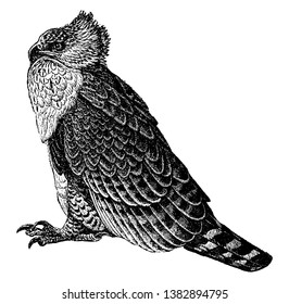 Martial Eagle is Africa largest eagle, vintage line drawing or engraving illustration.