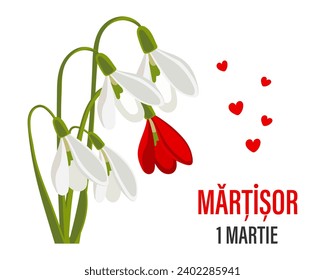 Martisor, Moldovan and Romanian traditional spring festival. Bouquet of white and red snowdrops. Floral spring background, postcard, vector