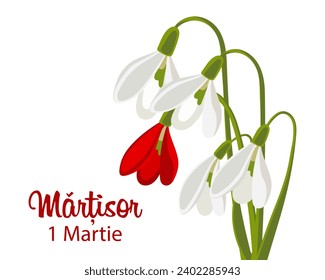 Martisor, Moldovan and Romanian traditional spring festival. Bouquet of white and red snowdrops. Floral spring background, postcard, vector