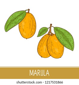 Marula. Fruit, leaf, vecta. Set. Color. Sketch.
