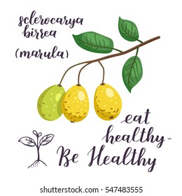 Marula fruit with leaves. Sclerocarya birrea. Super food isolated objects on white background. Vector illustration with healthy eating quote.