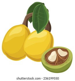 Marula fruit, nut, Vector illustration