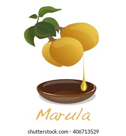 Marula fruit.  Vector illustration isolated