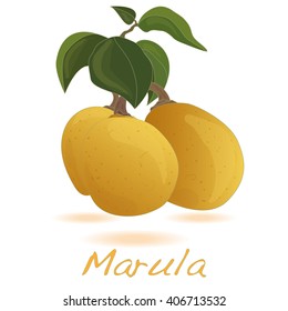 Marula fruit.  Vector illustration isolated