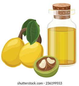 Marula oil , nut, fruit, Vector illustration