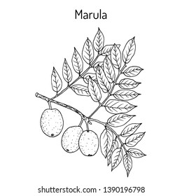 Marula (sclerocarya birrea), or jelly plum, cat thorn, morula, cider tree, medicinal plant. Hand drawn botanical vector illustration