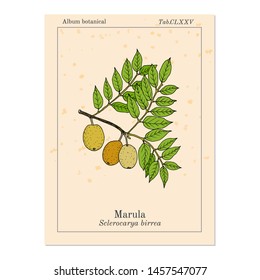 Marula (sclerocarya birrea), or jelly plum, cat thorn, morula, cider tree, medicinal plant. Hand drawn botanical vector illustration