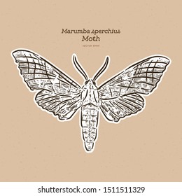 Marumba sperchius is a species of moth of the family Sphingidae. Hand draw sketch vector.