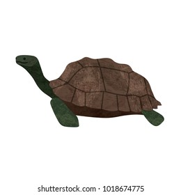 Marune turtle animal vector illustration graphic design