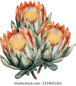 Marvel at the intricate wonders of protea flower vector illustrations. Unleash the beauty of nature's masterpieces in your designs.