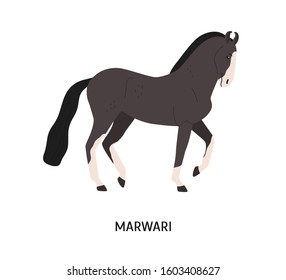 Marwari breed horse flat vector illustration. Indian equine, beautiful hardy hoss. Horse breeding, equestrian sport concept. Malani breed steed, hoofed animal isolated on white background.