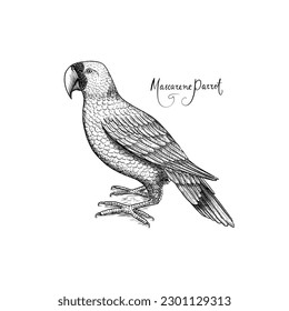 Mascarene parrot. Extinct bird. Engraved Hand drawn vector illustration in woodcut Graphic vintage style 