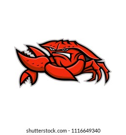 Mascot icon illustration of an angry red king crab or land crab, a decapod crustacean with thick exoskeleton, flexing it's pincer viewed from front on isolated background in retro style.