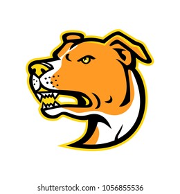 Mascot icon illustration of head of an angry American Staffordshire Terrier or Amstaff, a medium-sized, short-coated American dog breed in the pit bull group on isolated background in retro style.