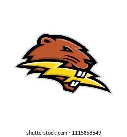 Mascot icon illustration of head of a North American beaver, a large, primarily nocturnal, semi-aquatic rodent, biting a lightning bolt or thunderbolt side view on isolated background in retro style.