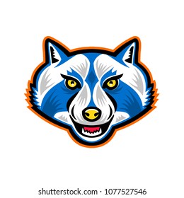 Mascot icon illustration of head of a raccoon, racoon, also known as common raccoon, North American raccoon, northern raccoon, coon or trash panda front view on isolated background in retro style. 