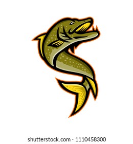 Mascot icon illustration of a Northern pike, Esox, Muskellunge, Tiger muskellunge or muskie fish viewed from high angle on isolated background in retro style.