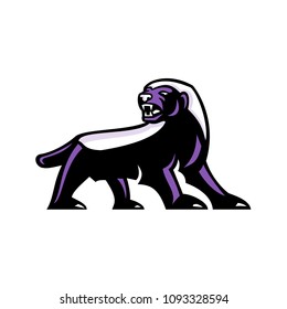 Mascot icon illustration showing full body of angry and aggressive honey badger (Mellivora capensis), also known as the ratel viewed from side on isolated background in retro style.