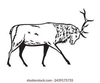 Mascot illustration of a bull elk, Cervus canadensis, or wapiti, a species within the deer family, Cervidae in fighting stance viewed from side on isolated background in black and white retro style.