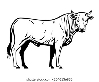 Ilustração mascote de um Calvana é uma raça de gado da Toscana, na região de Calvana, nas províncias de Florença e Prato em fundo branco isolado em estilo preto e branco retro.