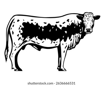 Mascot illustration of a Pustertaler Sprinzen, Pustertaler or Pustertaler Schecken, a rare Italian breed of cattle from the Puster Valley on isolated white background in retro black and white style.