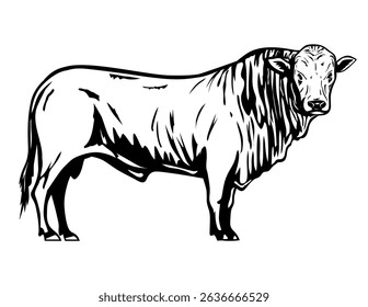 Mascot illustration of a Romagnola bull from the Emilia-Romagna region of Northern Italy of Podolic group of grey cattle on isolated white background in retro black and white style.