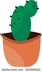 
Maseta, cactus, ornamental plants, growing plants