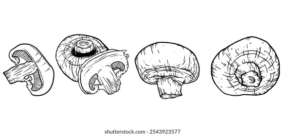 Mashrooms. Champignon hand drawn set Food ink drawing collection. Ingredient for Vegetable concept clip art. Vector illustration