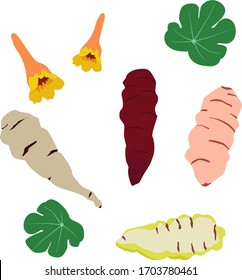 Mashua isolated on white background. Food concept. Vector illustration.