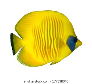 Masked Butteflyfish (Chaetodon semilarvatus) on white, vector illustration.