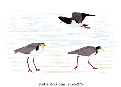 Masked lapwing (Masked plover), native to Australia; illustration